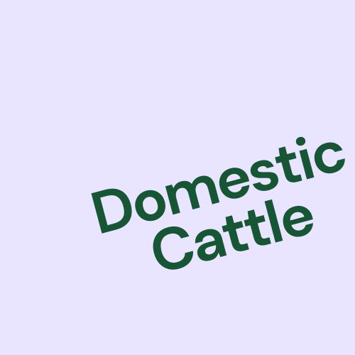 Domestic Cattle