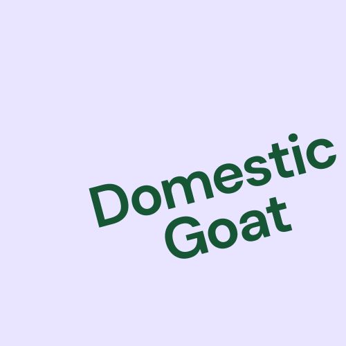 Domestic Goat