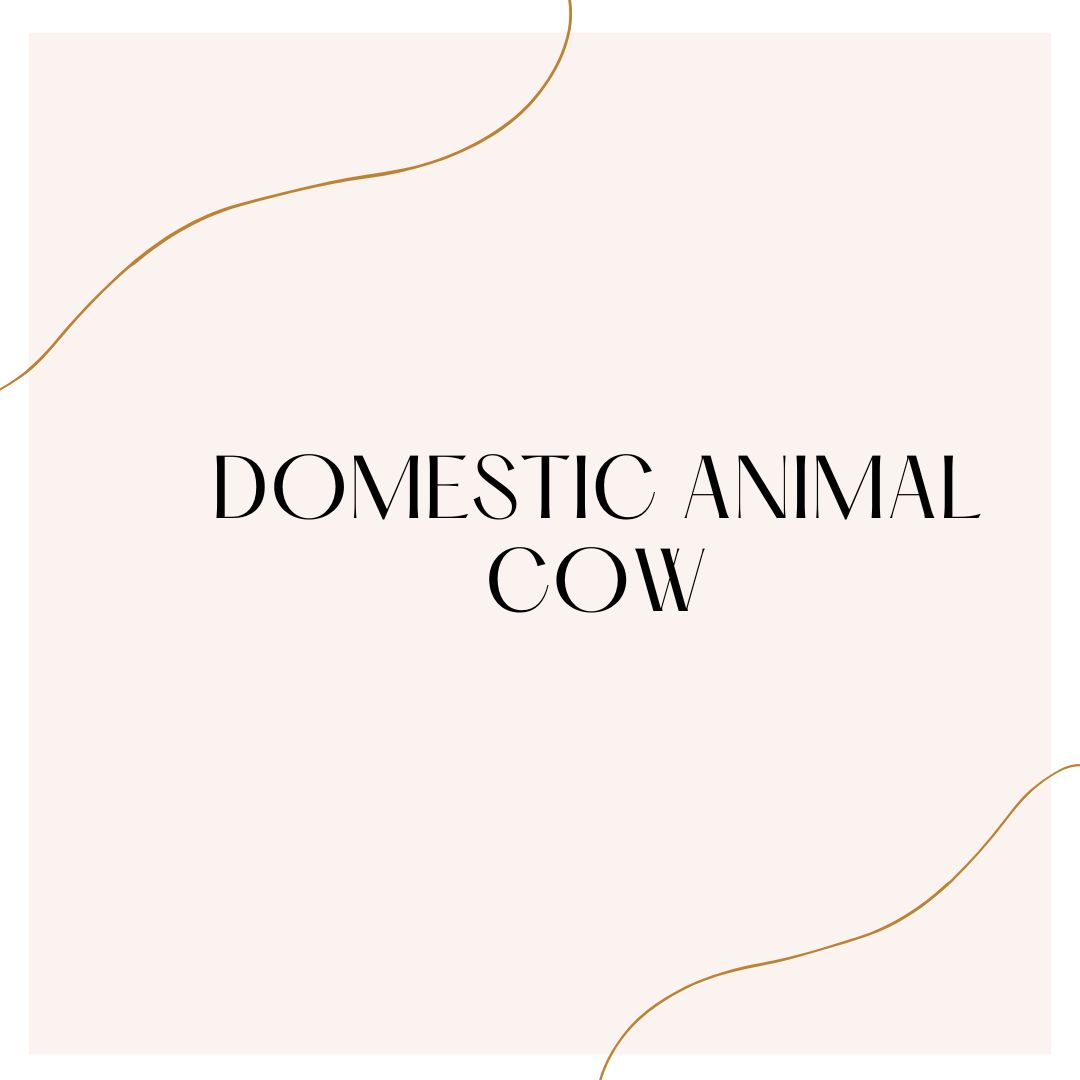 Domestic animal cow