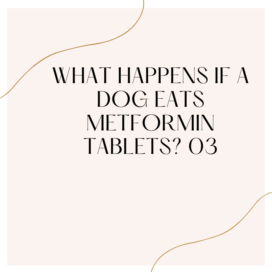 What happens if a dog eats metformin tablets? 03