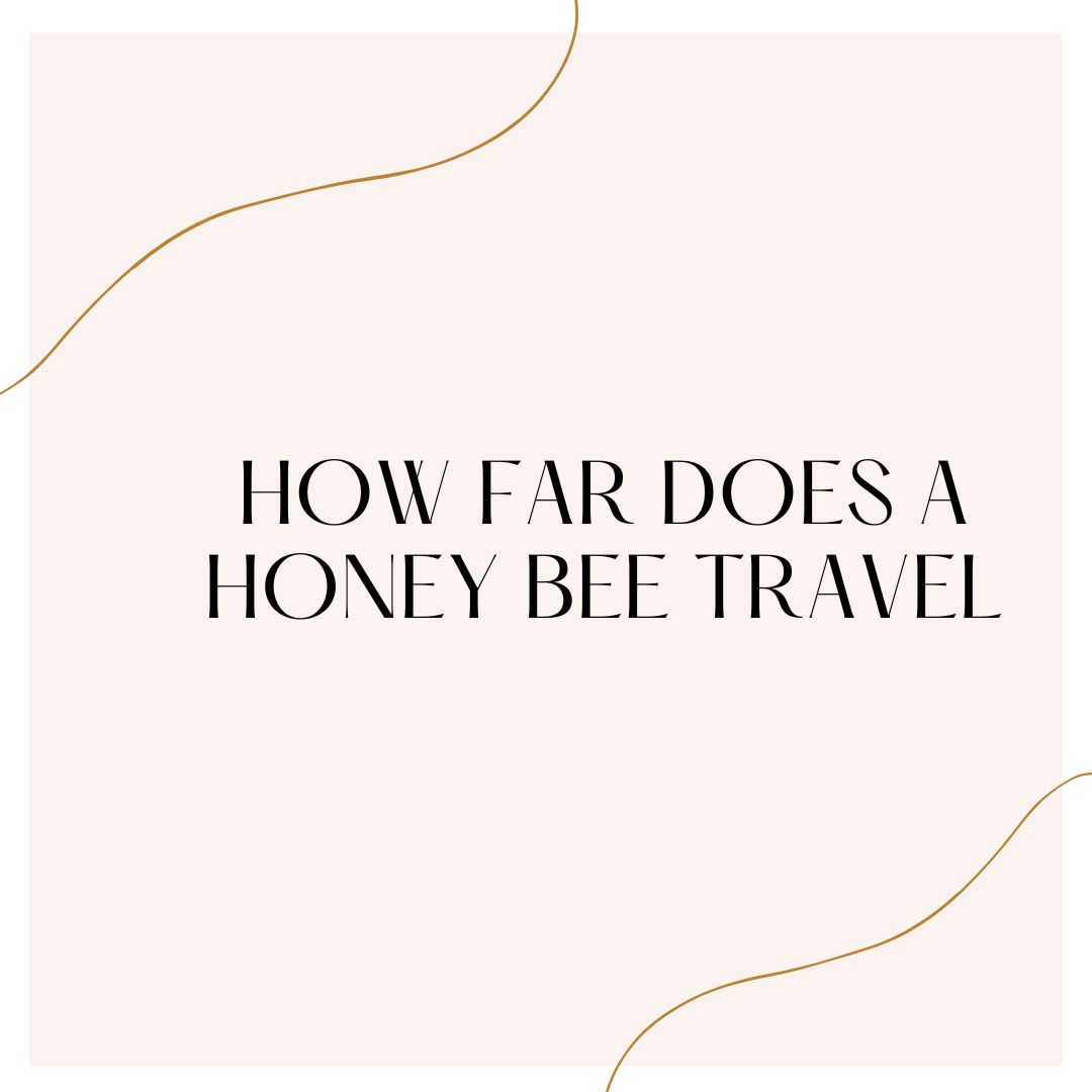 How far does a honey bee travel