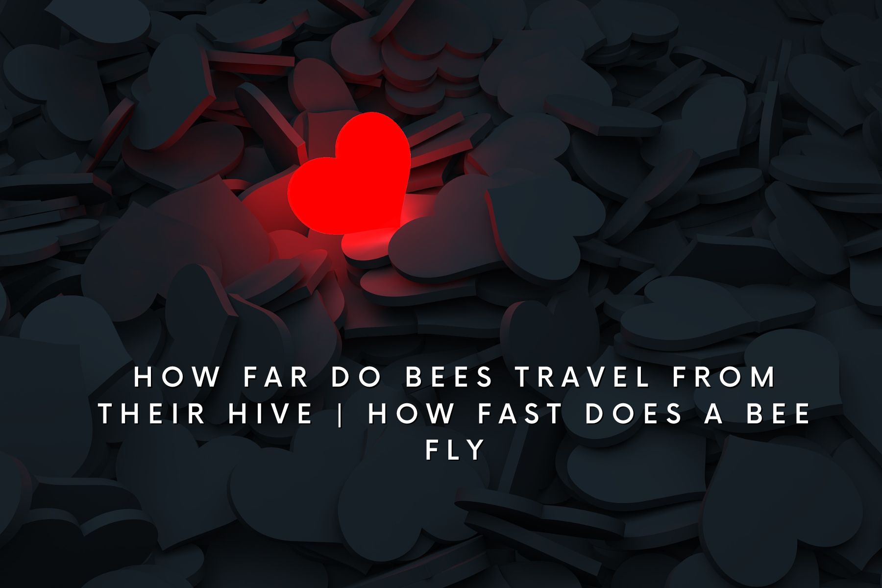 How far do bees travel from their hive