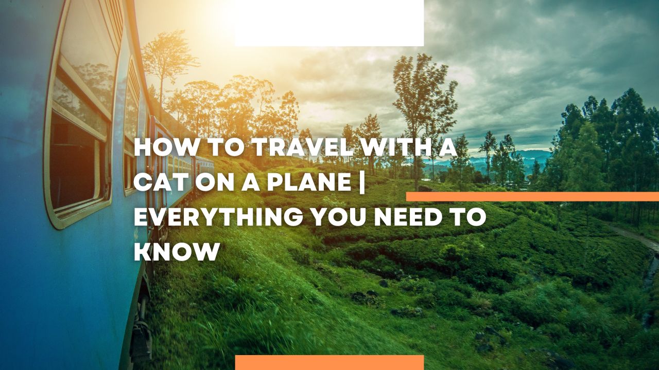 How to travel with a cat on a plane