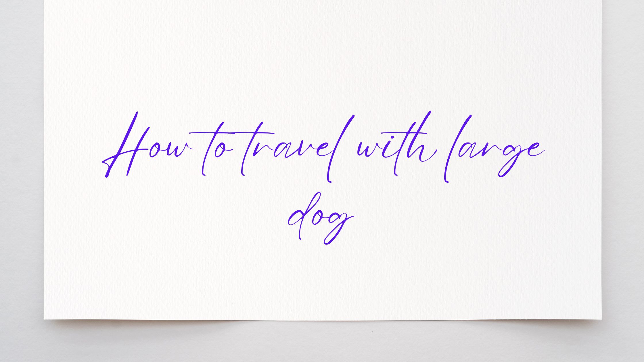 How to travel with large dog